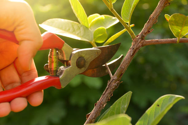 How Our Tree Care Process Works  in  New Square, NY